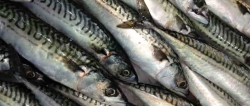 mackerel bbq