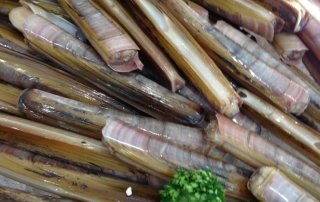 razor clams