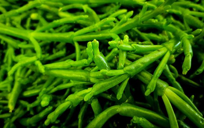 fresh samphire