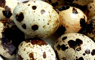 quail easter eggs