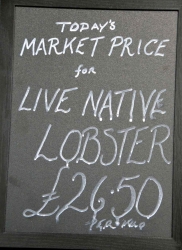 live native lobsters