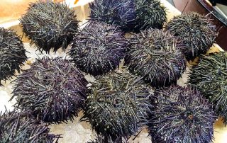 try a sea urchin