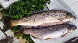 sea trout on the counter