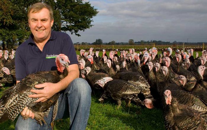 appledore bronze christmas turkeys