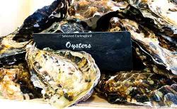 oysters on our counter