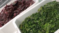 boxes of red and gree seaweed on our counter