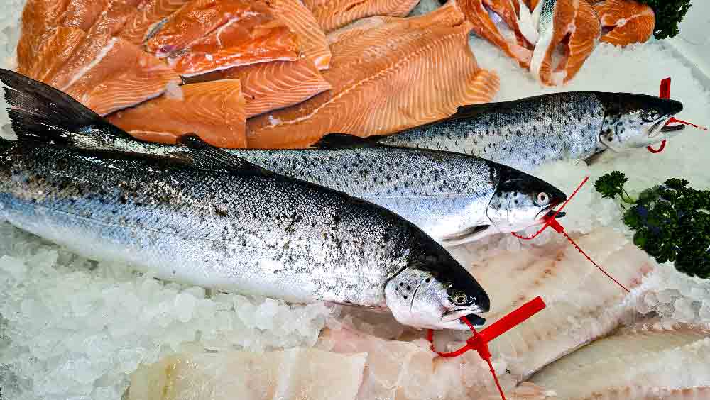 wild salmon trout