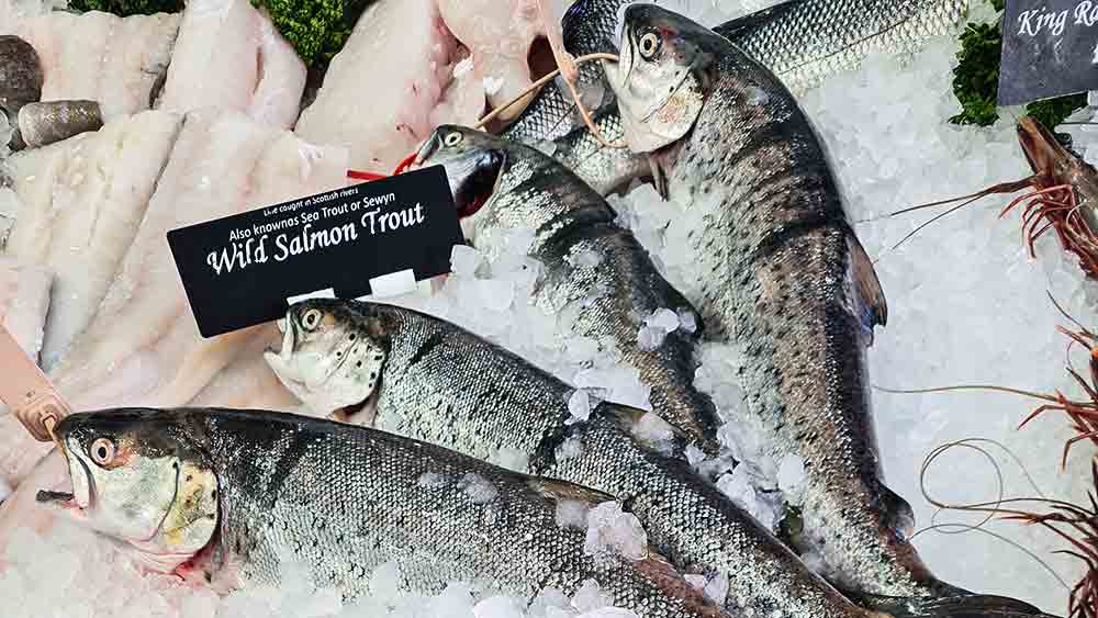 salmon trout