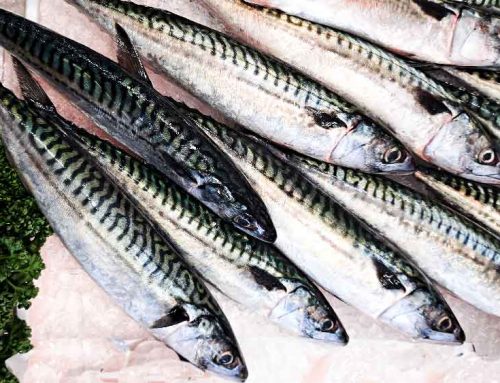 Mackerel With Mustard Sauce