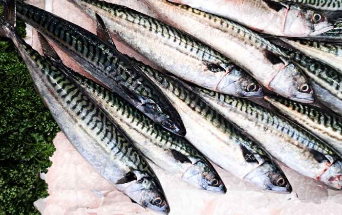 fresh Devon mackerel