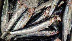 fresh anchovies on our counter
