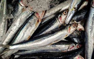 fresh anchovies on our counter