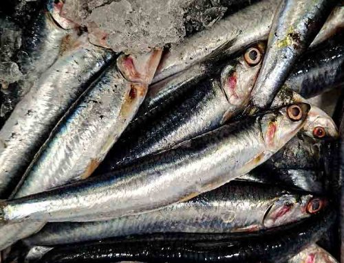 Fresh Anchovies