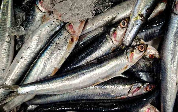 fresh anchovies on our counter