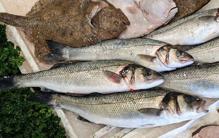Sea bass on our counter